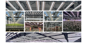 Легализация выращивания медицинской конопли: какие LED-решения выбрать для успешного гровинга