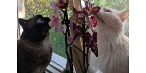 Освітлення для фаленопсиса: як створити ідеальні умови для орхідеї