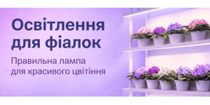 Фітолампи для фіалок: навіщо потрібні, як вибрати та правильно використовувати 
