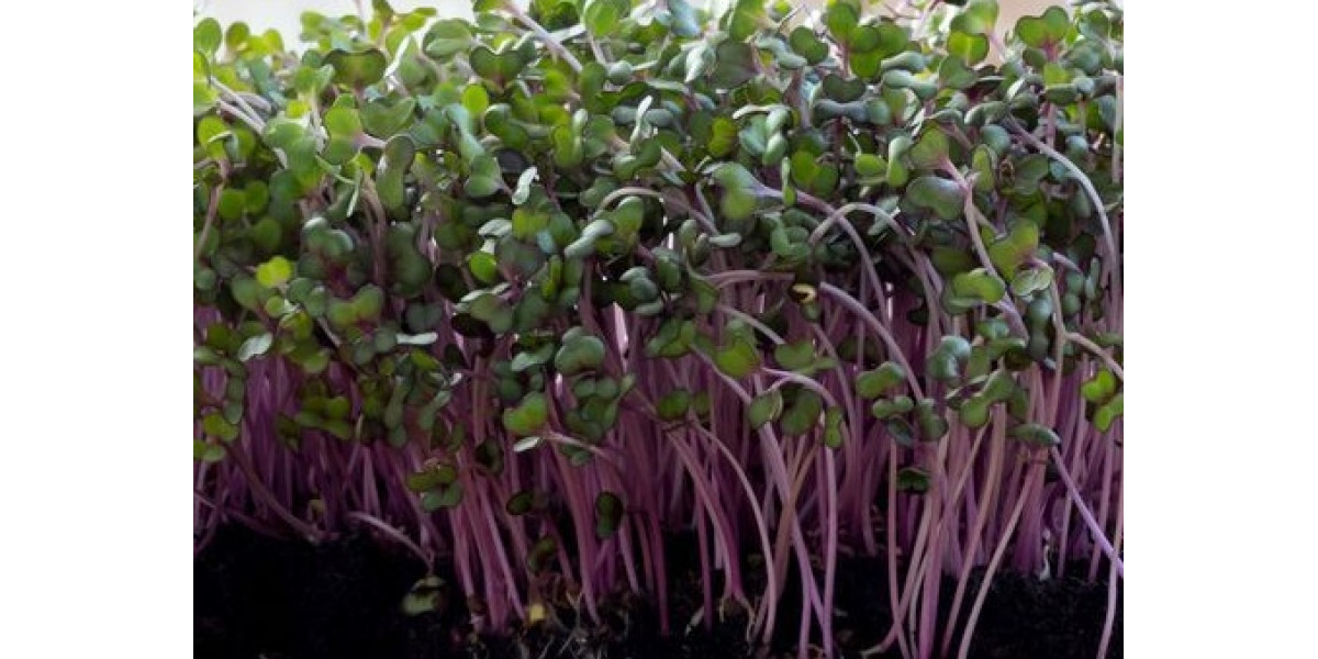 Выращивание микрозелени: нужна ли дополнительная подсветка и как ее выбрать