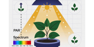 Фитолампа для растений. Как выбрать по PPFD? Советы от LED STORY