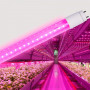 Фітолампа для рослин 9W Т8 600 мм повний спектр LEDum ( вкладається в світильник з цоколями G13 ) - фото №1