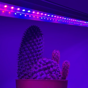 Фітосвітильник 16У-14W-001 УХЛ4 Т5 FITO (4 червоних / 2 синіх) 220V 0.9м LED-STORY Naturel