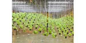 Лампы для гидропоники. Освещение для гидропоники: фитолампы и светильники